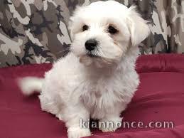 Voici mon mignon bichon maltais Male