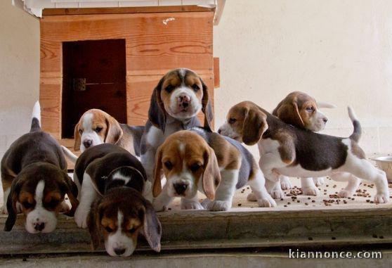 chiots Beagle mâles et femelles  inscrit aux L.O.F.