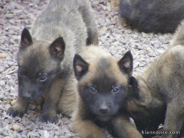 Magnifiques chiots Berger Malinois inscrit au lof, agés de 3 mois