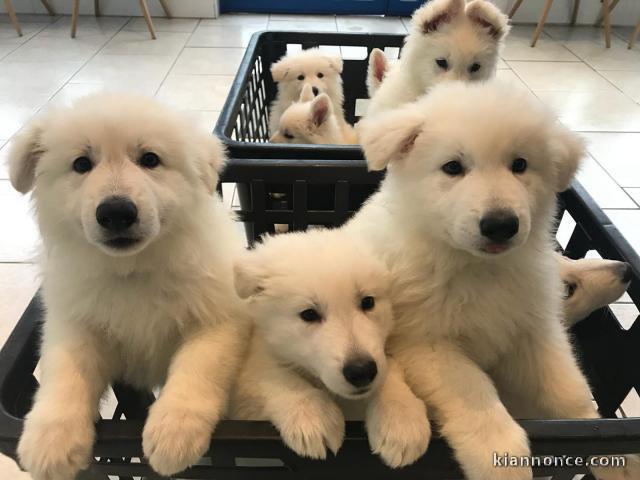 Magnifiques chiots berger blanc suisse disponible de suite