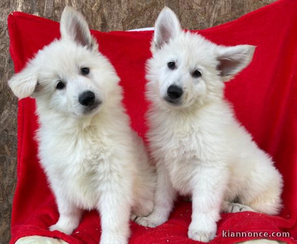 magnifiques chiots bergers blancs suisse  s