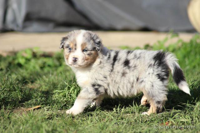 A donnez chiot berger australien femelle bleu merlé