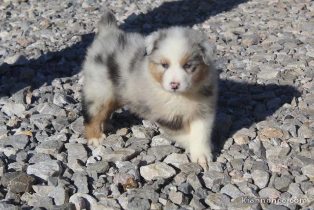 A donnez chiot berger australien femelle bleu merlé