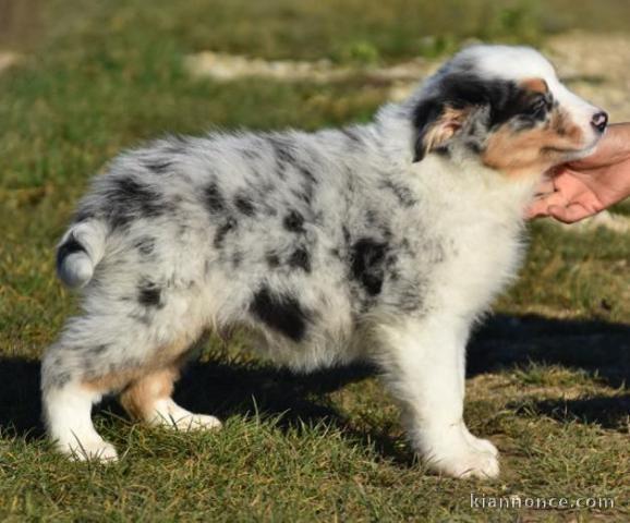 A donnez chiot berger australien femelle bleu merlé