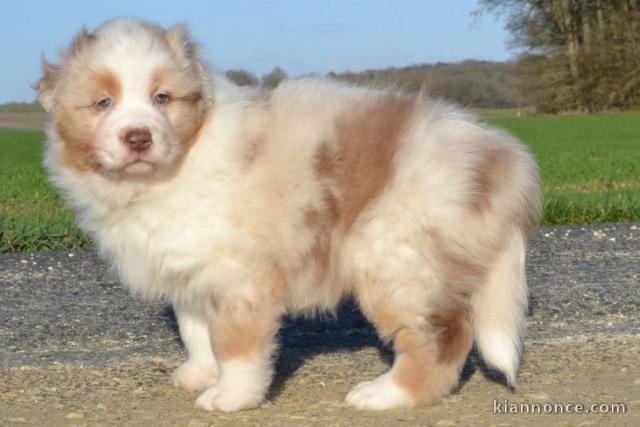 A donnez chiot berger australien femelle bleu merlé