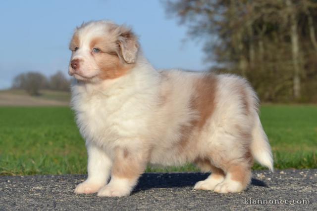 A donnez chiot berger australien femelle bleu merlé