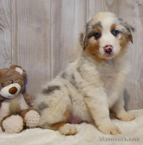 A donnez chiot berger australien femelle bleu merlé