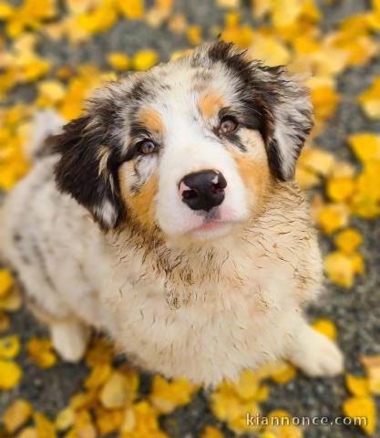 A donnez chiot berger australien femelle bleu merlé