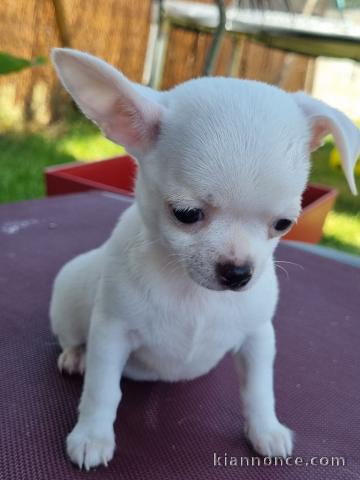 Chiots chihuahua blanche crème 3 mâles et 1 femelle