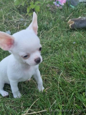 Chiots chihuahua blanche crème 3 mâles et 1 femelle