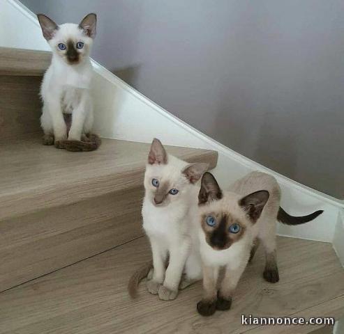 Adorables Chatons siamois   