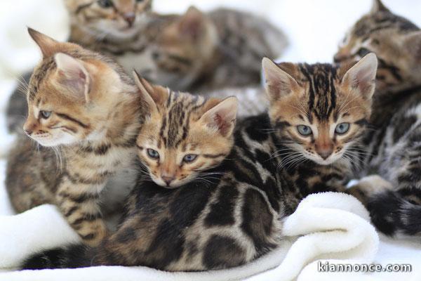 Disponibles chatons Bengal 