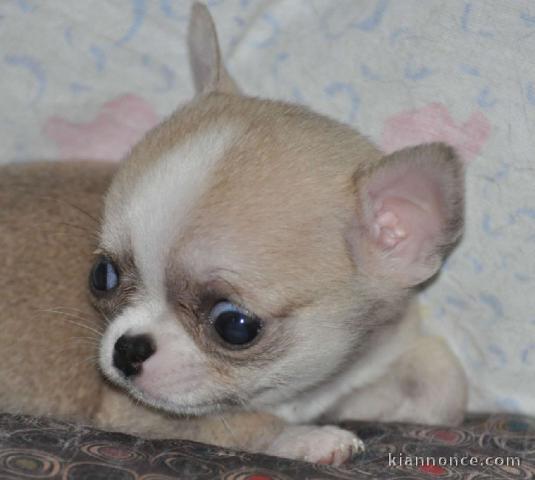 Chiot chihuahua femelle et mâle à adopter