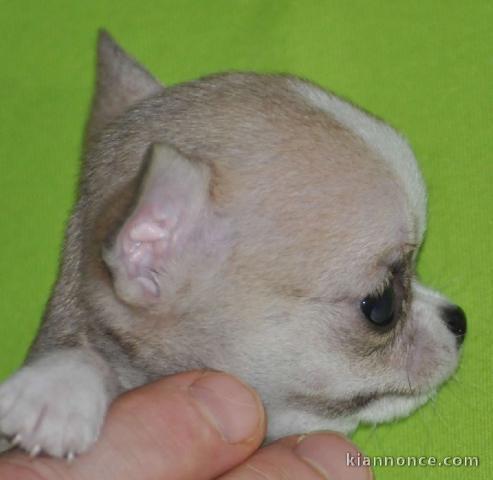 A donner chiot chihuahua très belle femelle
