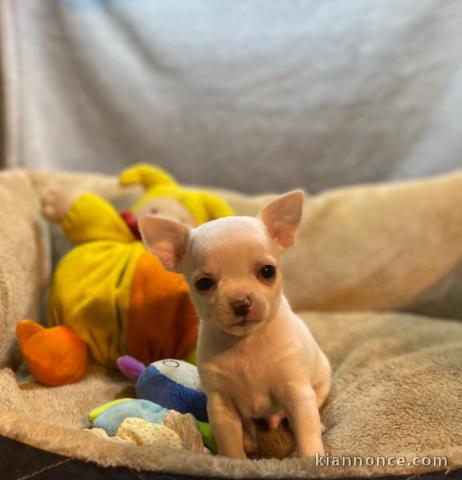 A donner chiot chihuahua très belle femelle