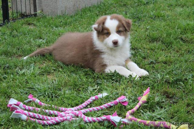 Chien Berger Australien femelle à donner