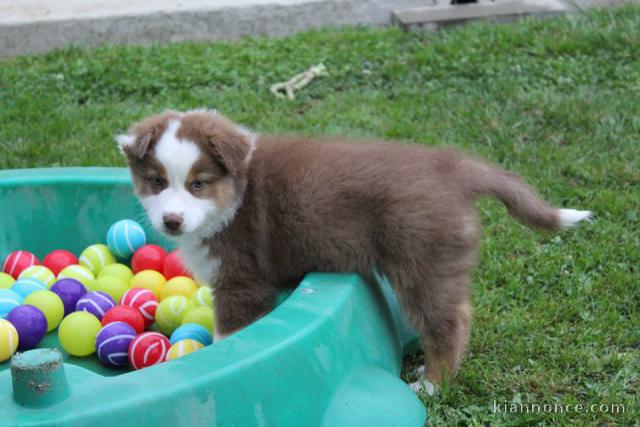 Chien Berger Australien femelle à donner