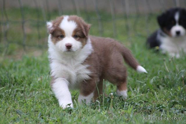 Chien Berger Australien femelle à donner