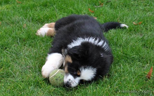 Chien Berger Australien femelle à donner