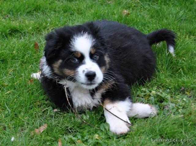 Chien Berger Australien femelle à donner