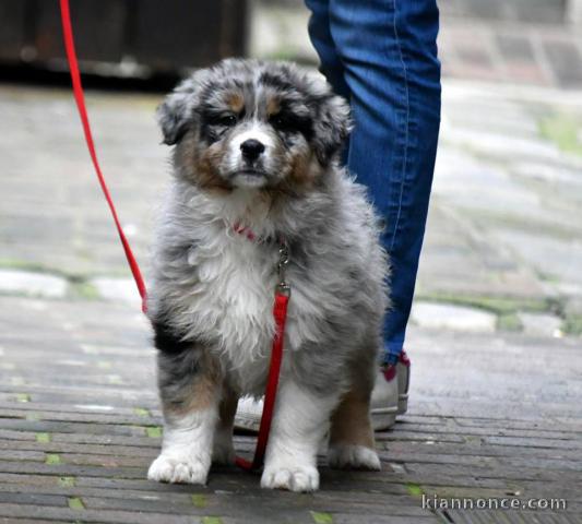 Chien Berger Australien femelle à donner