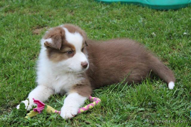 Chien Berger Australien femelle à donner