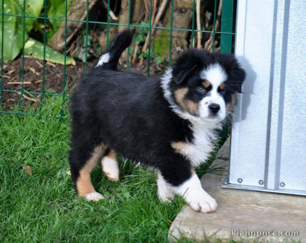 Chien Berger Australien femelle à donner