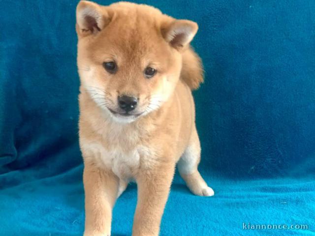 Disponible chiots shiba a donner