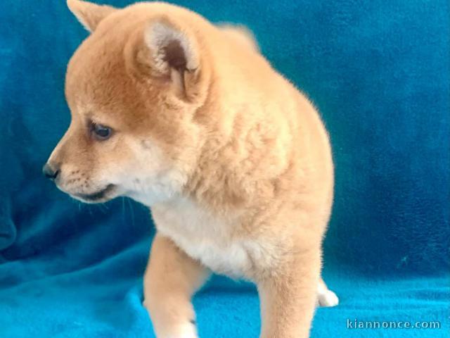 Disponible chiots shiba a donner