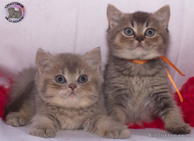 Chatons british shorthair a donner