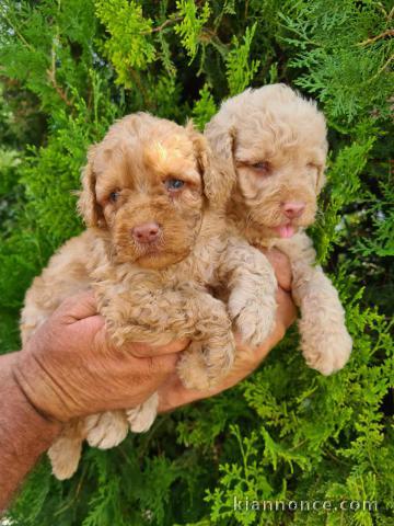 Caniche moyen chiots à vendre