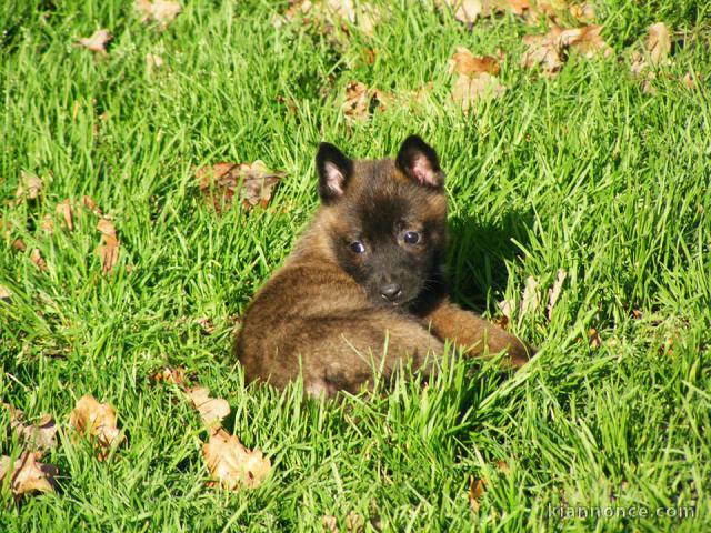 Chien Berger Belge malinois femelle à donner