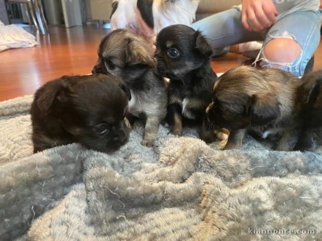 chiots de race chihuahua disponible de suite