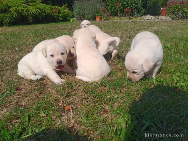 Chiots Labrador Retriever disponible