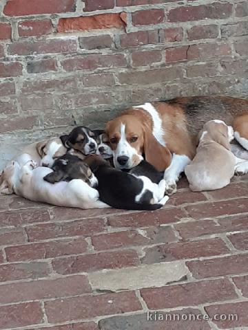 7 magnifiques chiots Beagles