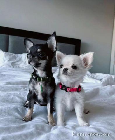 Superbes Chiots Chihuahua 