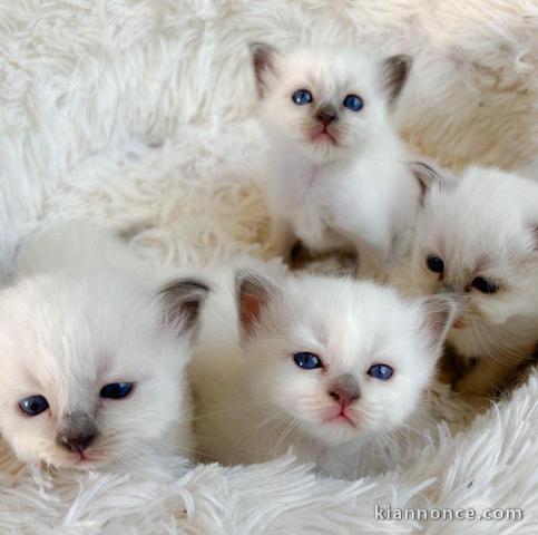 Superbes chatons sacré de Birmanie