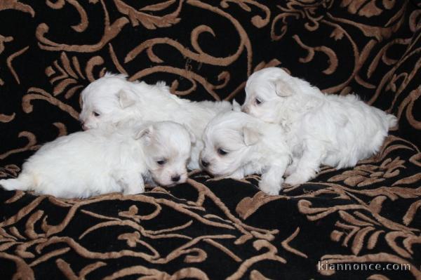 A donner Chiots bichon maltais