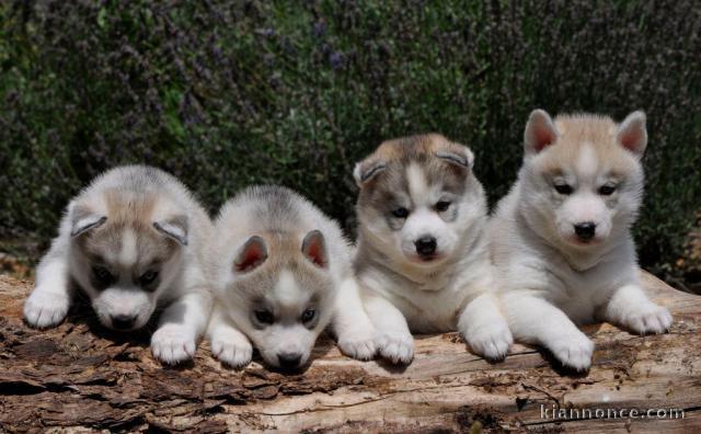 Magnifique chiots sibérien Husky