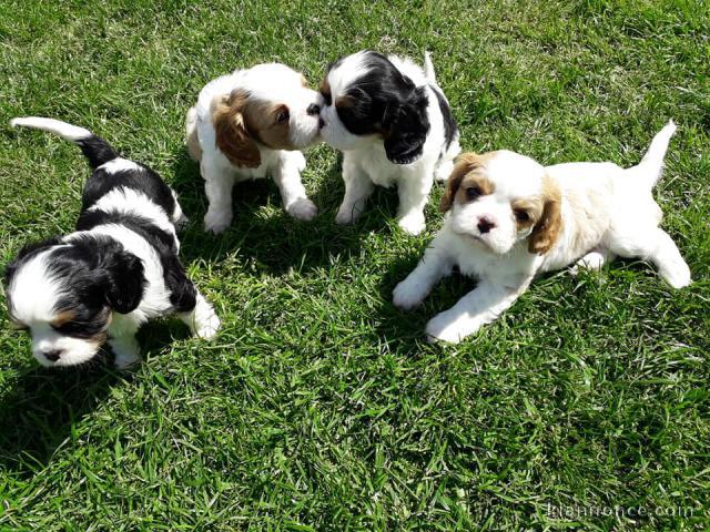 Chiots cavalier king charles a donner