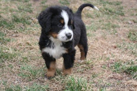 Chiots bouvier bernois trois mois 