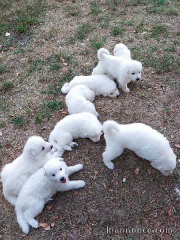 8 Chiots berger blanc suisse A donner