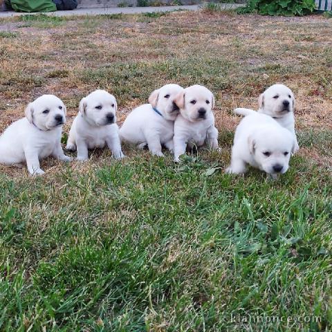 Chiots Labrador Retriever disponibles