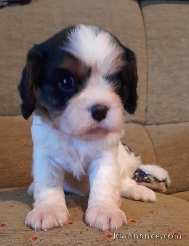 Chiots cavalier king charles LOF Pedigree 