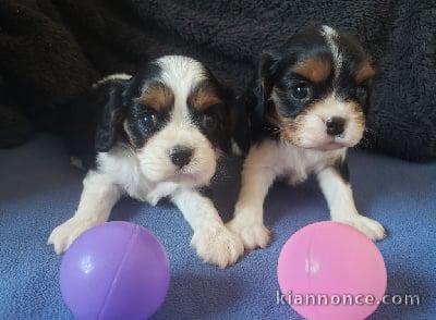 Chiots de type Cavalier King Charles lof