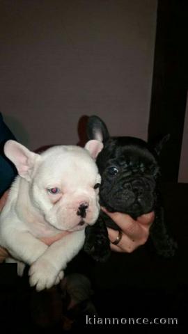 Nos adorables bb bouledogue