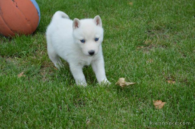 Superbes chiots Husky Sibérien.