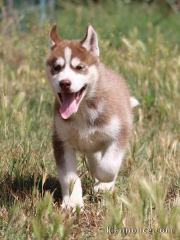 Superbes chiots Husky Sibérien.