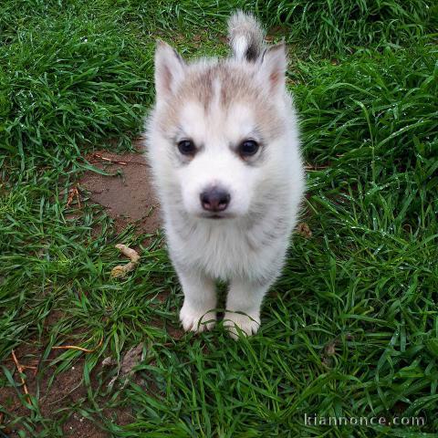 Superbes chiots Husky Sibérien.