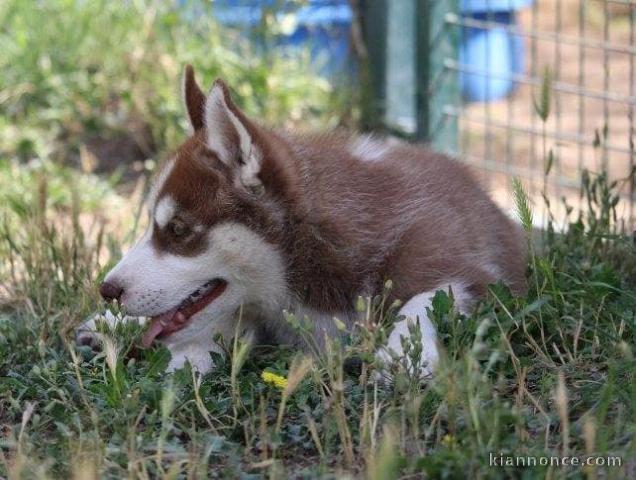 Superbes chiots Husky Sibérien.